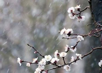 خسارت سرما و یخبندان به پنج شهرستان یزد