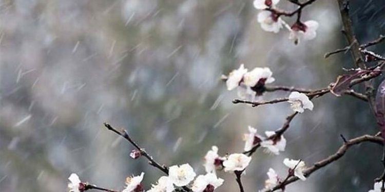 خسارت سرما و یخبندان به پنج شهرستان یزد