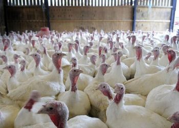 یزد در مسیر تبدیل به قطب تولید گوشت بوقلمون