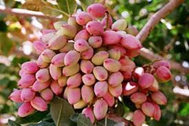 کشت پسته در ابرکوه یزد، راهکار مدیریت منابع آب